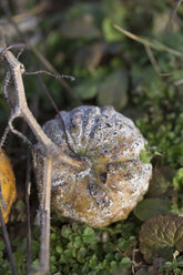 Deutschland, Hokkaido-Kürbis verrottet im Garten - MYF000213