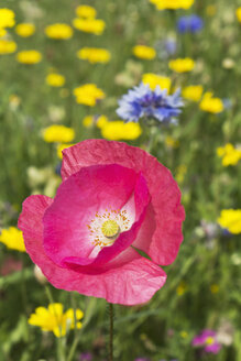 Deutschland, Rheinland-Pfalz, Rosa Islandmohn (Papaver nudicaule), Blaue Kornblume (Centaurea cyanus), Gelbe Kornblume (Glebionis segetum) - CSF020936