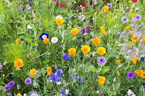 Deutschland, Rheinland-Pfalz, Andernach, Kalifornischer Mohn (Eschscholzia californica), Kornblume (Centaurea cyanus), Borretsch (Borago officinalis), Convolvulus tricolor, Rotes Leinkraut (Linum grandiflorum) - CSF020915