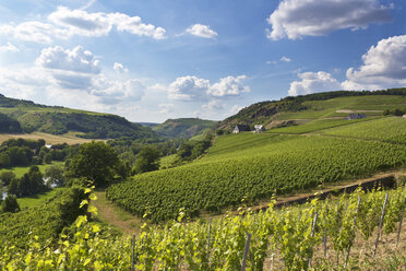 Deutschland, Rheinland-Pfalz, Weinberge im Nahetal bei Schlossböckelheim - CSF020923