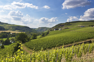 Germany, Rhineland-Palatinate, Vineyards at Nahe valley near Schlossboeckelheim - CSF020923