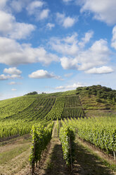 Germany, Rhineland-Palatinate, Vineyards at Nahe valley - CSF020925