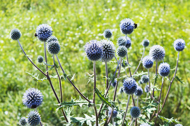 Deutschland, Rheinland-Pfalz, Kugeldistel (Echinops) - CSF020926