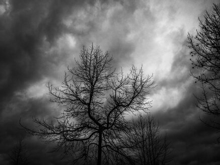 Bedrohliche Wolken hinter der Silhouette eines Baumes, Nordrhein-Westfalen, Deutschland - ONF000393