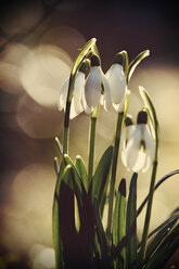 Schneeglöckchen (Galanthus), Nahaufnahme - HOHF000521