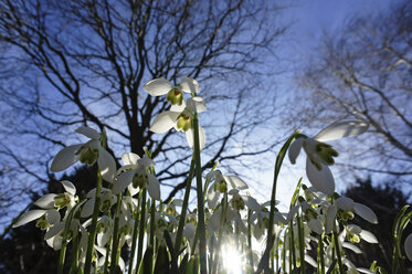 Schneeglöckchen (Galanthus), Nahaufnahme - HOHF000526