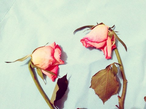 Verwelkte Rosen, lat. rosa, Atelier, lizenzfreies Stockfoto