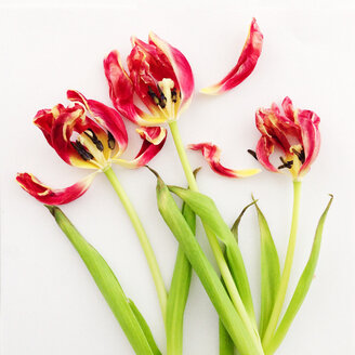 Tulips on a white background, Tulipa - AFF000015