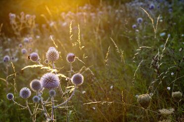 Garten mit blühenden Disteln (Carduus) im Sonnenlicht - NDF000430