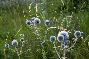 Wiese mit blühenden Disteln (Carduus) - NDF000431