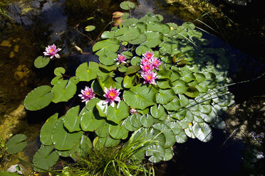 Germany, Bavaria, Wuerzburg, water lily - NDF000437