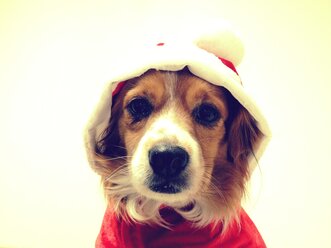 Hund mit Weihnachtsjacke, King-Charles-Mix - RIMF000129
