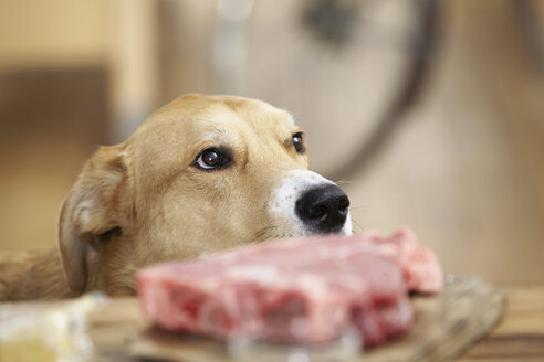 Hund in Küche mit Steak auf Schneidebrett - FMKF001066