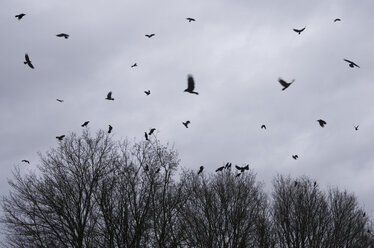 Krähenschwarm fliegt vor Regenwolken im Winter - MUF001437