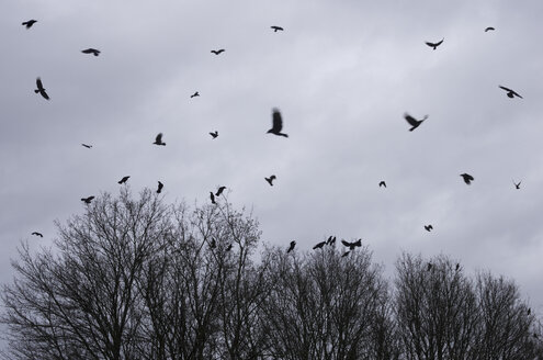 Krähenschwarm fliegt vor Regenwolken im Winter - MUF001437