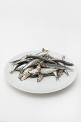 Plate of anchovies (Engraulidae) on white ground - MUF001443