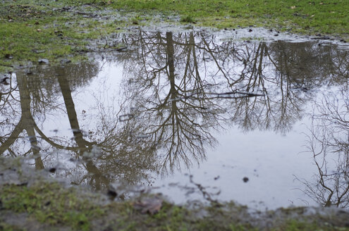 Wasserreflexionen von Bäumen auf einer Pfütze - MUF001449