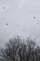 Flock of crows flying in front of rain clouds in winter - MUF001450