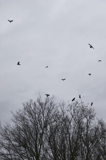 Krähenschwarm fliegt vor Regenwolken im Winter - MUF001450