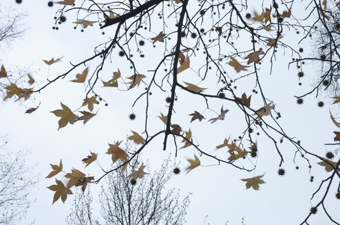 Blätter des Ahorns im Winter, Blick von unten - MUF001451