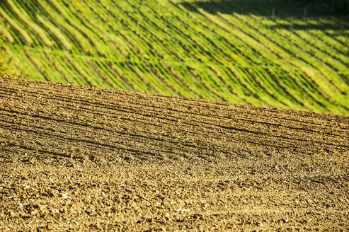 Österreich, Steiermark, Weststeiermark, Deutschlandsberg, Feld im Frühling, Weinreben im Hintergrund - HHF004745