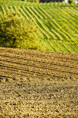 Österreich, Steiermark, Weststeiermark, Deutschlandsberg, Feld im Frühling, Weinreben im Hintergrund, lizenzfreies Stockfoto