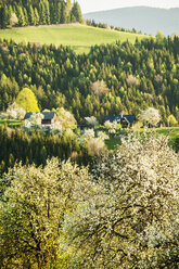 Österreich, Steiermark, Weststeiermark, Deutschlandsberg, Bauernhäuser in blühender Landschaft - HHF004740