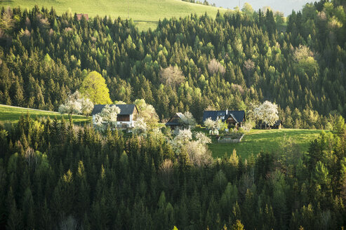 Österreich, Steiermark, Weststeiermark, Deutschlandsberg, Bauernhäuser in blühender Landschaft - HHF004739