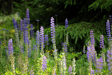 Czechia, South Bohemia, Knizeci Plane, Wild Lupinus (Lupinus angustifolius) - LBF000607