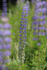 Czechia, South Bohemia, Knizeci Plane, Wild Lupinus (Lupinus angustifolius) - LBF000608