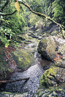 Portugal, Madeira, tropischer Wald - VTF000133