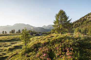 Österreich, Bundesland Salzburg, Untertauern, Pongau, Almen und Alpenrosen (Rhododendron hirsutum) - HHF004755