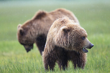 USA, Alaska, Lake Clark National Park and Preserve, Brown bears (Ursus arctos) - FOF006259