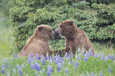 USA, Alaska, Lake Clark National Park and Preserve, Braunbären (Ursus arctos) beim Spielen - FOF006260