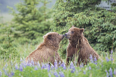 USA, Alaska, Lake Clark National Park and Preserve, Braunbären (Ursus arctos) beim Spielen - FOF006261