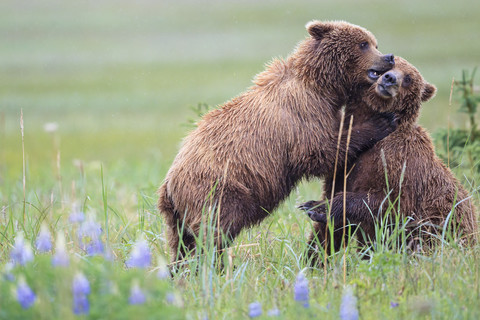 USA, Alaska, Lake Clark National Park and Preserve, Braunbären (Ursus arctos) beim Spielen, lizenzfreies Stockfoto