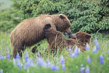 USA, Alaska, Lake Clark National Park and Preserve, Braunbären (Ursus arctos) beim Spielen - FOF006263
