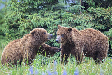 USA, Alaska, Lake Clark National Park and Preserve, Braunbären (Ursus arctos) beim Spielen - FOF006264