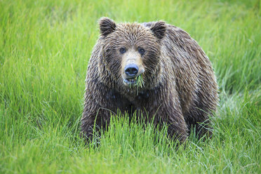 USA, Alaska, Lake Clark National Park and Preserve, Braunbär (Ursus arctos) - FO006265