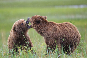 USA, Alaska, Lake Clark National Park and Preserve, Braunbären (Ursus arctos) beim Spielen - FO006266