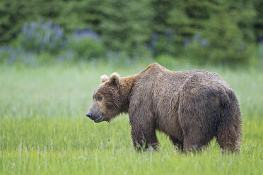 USA, Alaska, Lake Clark National Park and Preserve, Braunbär (Ursus arctos) - FOF006267