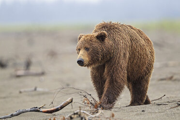 USA, Alaska, Lake Clark National Park and Preserve, Braunbär (Ursus arctos) - FOF006268