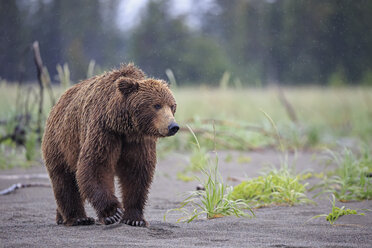USA, Alaska, Lake Clark National Park and Preserve, Braunbär (Ursus arctos) - FO006269
