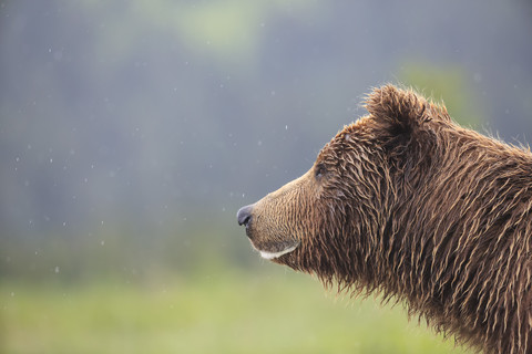 USA, Alaska, Lake Clark National Park and Preserve, Braunbär (Ursus arctos), lizenzfreies Stockfoto