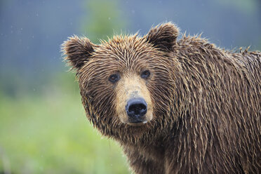 USA, Alaska, Lake Clark National Park and Preserve, Brown bear (Ursus arctos) - FO006272