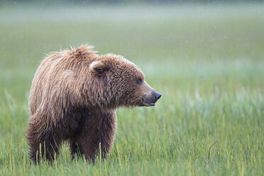 USA, Alaska, Lake Clark National Park and Preserve, Brown bear (Ursus arctos) - FOF006273