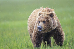 USA, Alaska, Lake Clark National Park and Preserve, Braunbär (Ursus arctos) - FOF006254