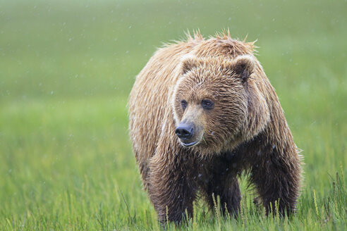 USA, Alaska, Lake Clark National Park and Preserve, Braunbär (Ursus arctos) - FOF006254