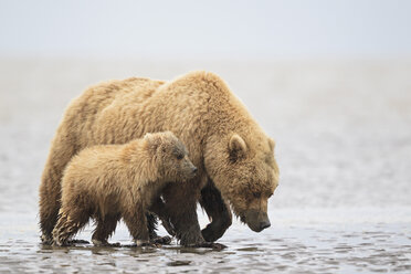 USA, Alaska, Lake Clark National Park and Preserve, Brown bear and bear cub (Ursus arctos), foraging mussels - FO006253