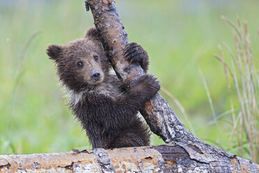 USA, Alaska, Lake Clark National Park and Preserve, Braunbärenjunges (Ursus arctos) klettert auf Baum - FOF006252